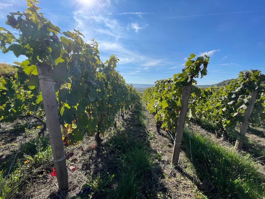 From Reims/Epernay: Champagne half-day tour (small group) - Key points at a glance