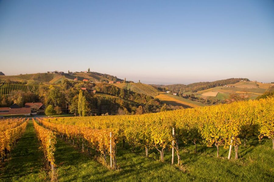 From Tours: Loire Valley Wineries Day Trip with Tastings - Chinon wines and the Cabernet Franc connection