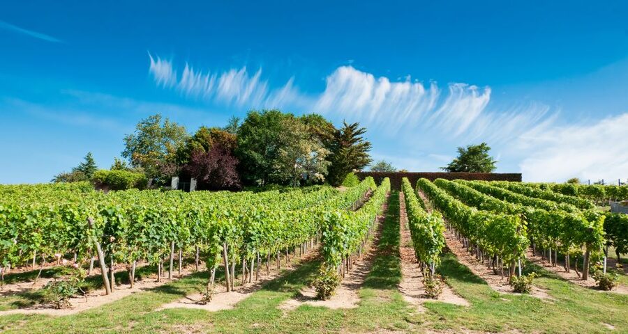 From Tours: Loire Valley Wineries Day Trip with Tastings - Practical advice for getting the most from the day