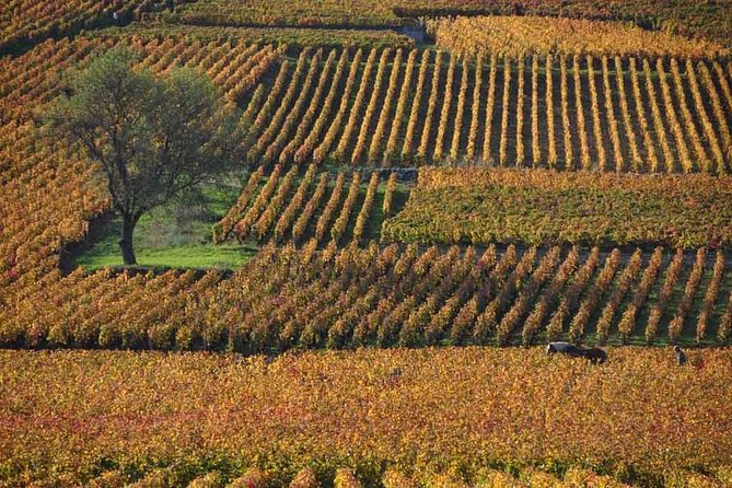 Full-Day Private Tour, 6 Premiers & Grands Crus, The Best of Burgundy - Why this private Burgundy tour is different