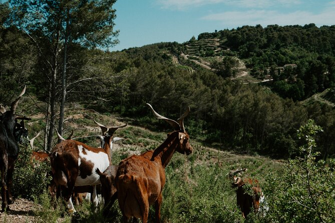 Full-Day Wine and Cheese Tour around Aix-en-Provence from Marseille - A wine day with more than tasting rooms