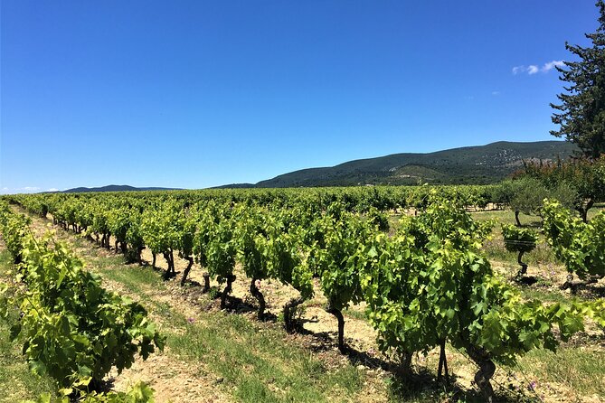 Full-Day Wine Tour around Luberon from Marseille - A 9 a.m. start from central Marseille