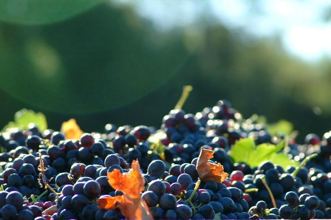 Full-Day Wine Tour around Luberon from Marseille - Is $192.22 a fair price?