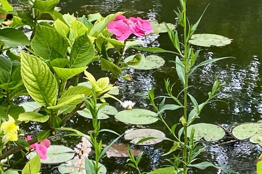 Giverny Versailles Trianon Small Group by Minivan from Paris - Lunch in Giverny, from 12:00 to 13:00