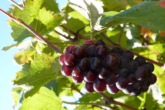 Golden stones Beaujolais Wine Tour with Tastings from Lyon - Who should book this outing?