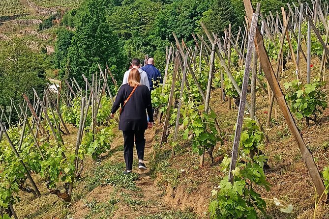 Guided Day Tour and Wine Tasting Northern Rhône Valley - Why this Northern Rhône day works so well