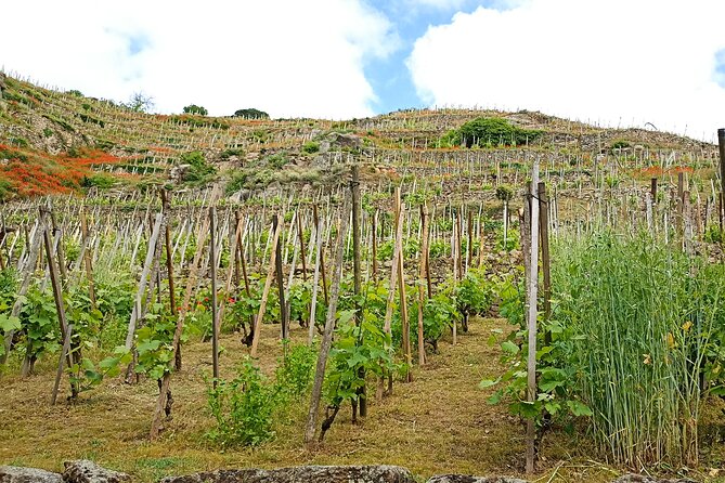 Guided Day Tour and Wine Tasting Northern Rhône Valley - What the $203.05 price includes