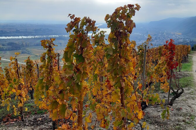 Guided tour and wine tasting Northern Rhône Valley - Chavanay: the first estate and a proper introduction to tasting