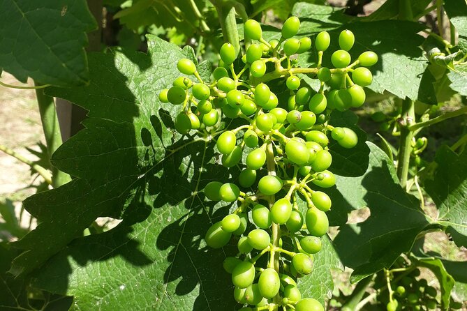 Guided tour and wine tasting Northern Rhône Valley - Ampuis and the second estate