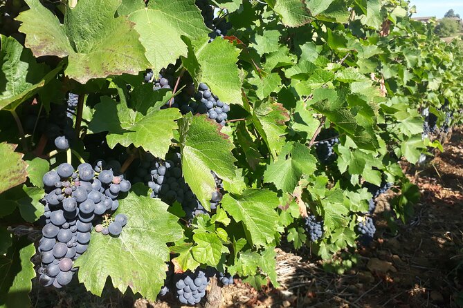 Guided tour and wine tasting Northern Rhône Valley - Condrieu and the steep vineyard slopes