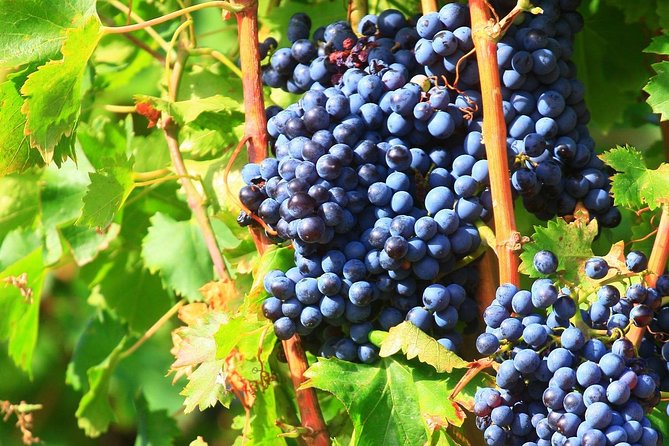 Half Day Great Vineyard Tour from Avignon - Gigondas and Séguret add variety