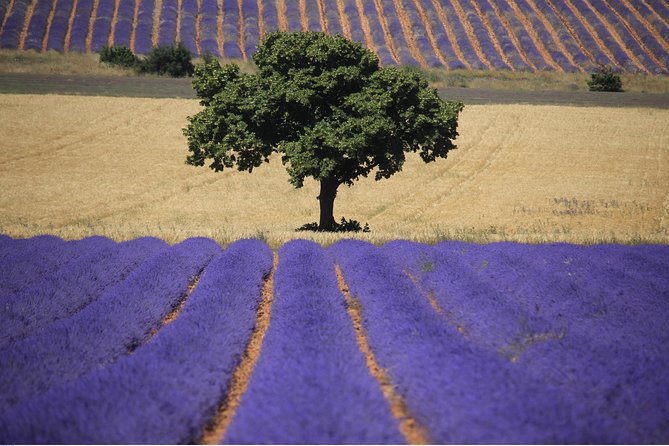 Half Day Lavender Road in Sault from Avignon - Senanque Abbey makes the classic Provence photograph