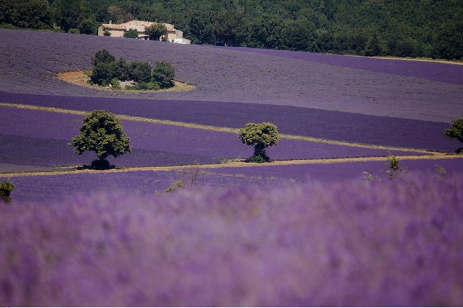 Half Day Lavender Road in Sault from Avignon - Why the small minivan matters