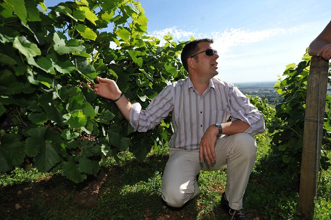 Half Day Tour of the Cote de Nuits Vineyards from Dijon - The drive south from Dijon