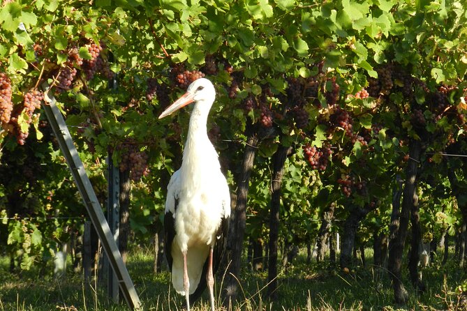 ICONICS Tour: 1/2 day on the Wine Route, visit of 2 Villages + Tasting. - The Alsace Wine Route and the family cellar