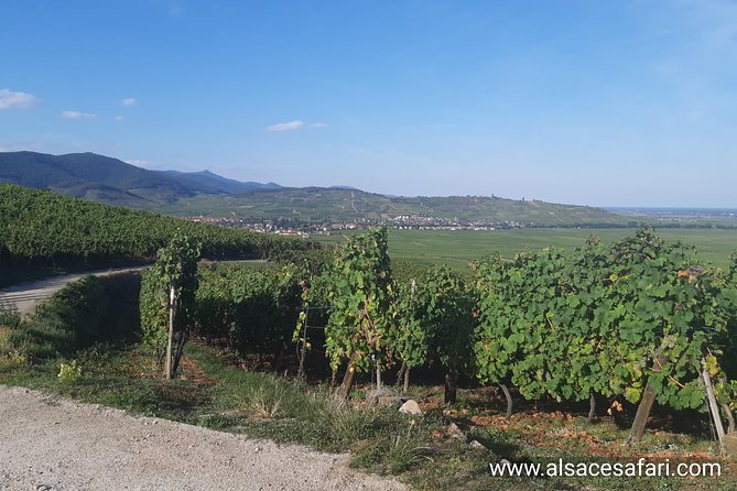 ICONICS Tour: 1/2 day on the Wine Route, visit of 2 Villages + Tasting. - Riquewihr: one hour in the famous wine village