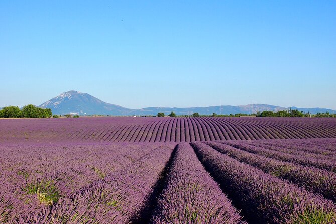 Lavender Fields Tour in Valensole from Marseille - Guide quality can shape the day