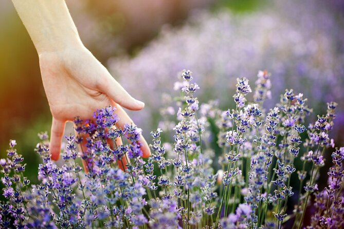 Lavender Route - Small-Group Day Trip from Avignon - Who should book this Provence day trip?