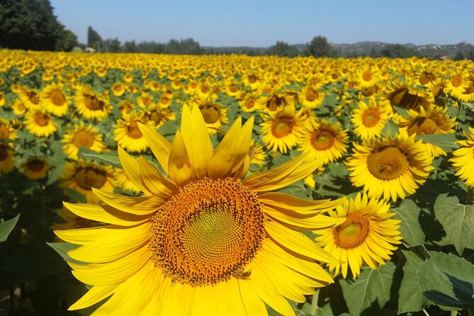 Luberon, Roussillon & Gordes Half-Day Tour from Avignon - Who should book this half-day tour?