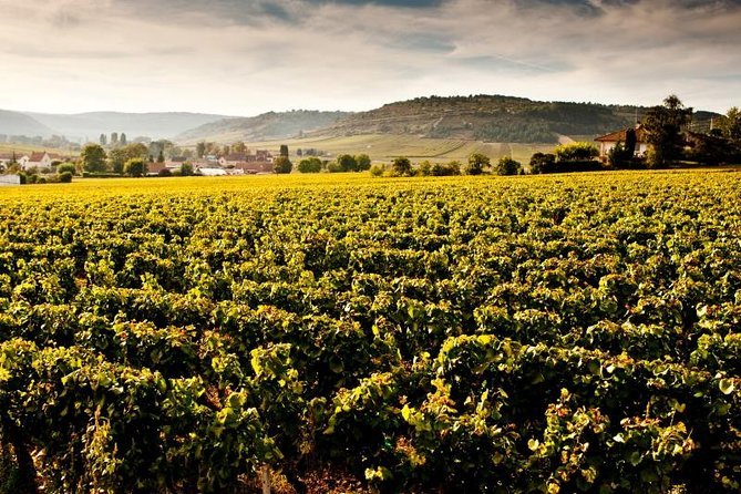 Luxury Luxury Wine Tour Experience - Starting at 9:30 in Beaune or Dijon