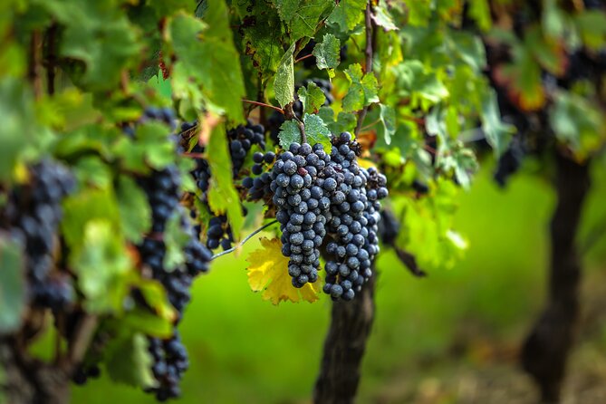 Médoc Region Half-Day Wine Tour with Winery Visit & Tastings from Bordeaux - First château: seeing how Médoc wine is made