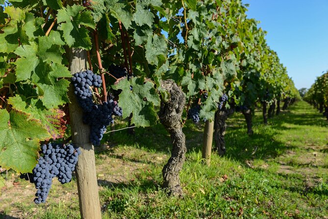 Medoc Region Wine Day Trip with Vineyard Visits & Tastings from Bordeaux - The third stop completes the Médoc comparison