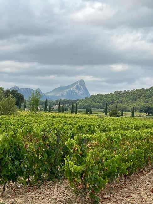 Montpellier: Pic Saint-Loup Wine Tour - Key points at a glance