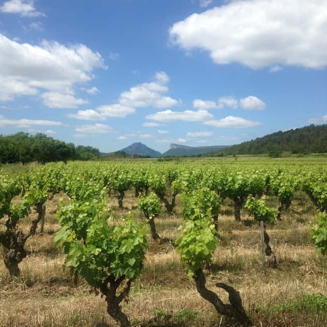 Montpellier: Pic Saint-Loup Wine Tour - What happens at the wineries