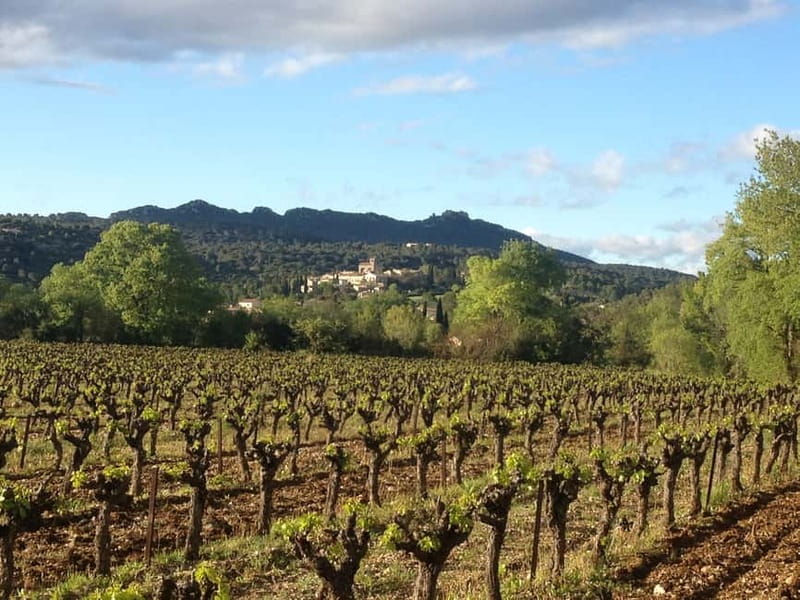 Montpellier: Pic Saint-Loup Wine Tour - Should you book the Pic Saint-Loup wine tour?