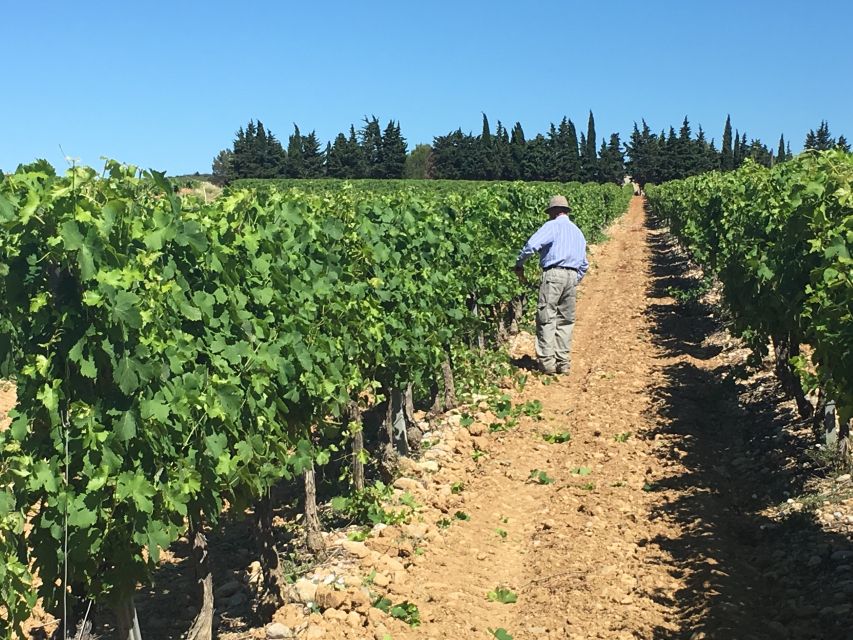 Montpellier Wine and Oyster Tour - Why the small group changes the morning
