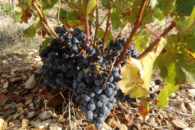 Morning Wine Tour to Chateauneuf du Pape from Avignon - Is $114.65 a fair price?