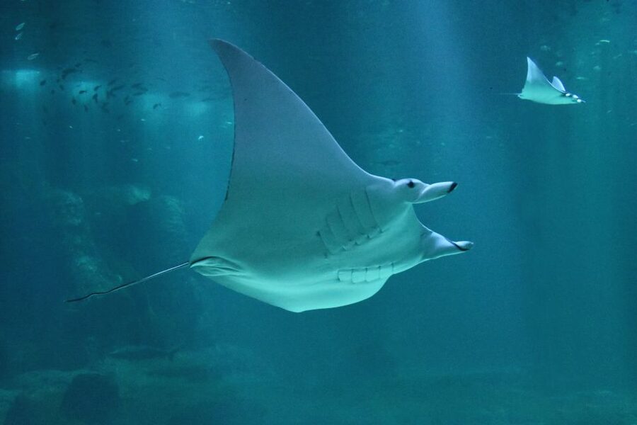 Nausicaá National Sea Center: Full-Day Entry Ticket - Key things to know before you go