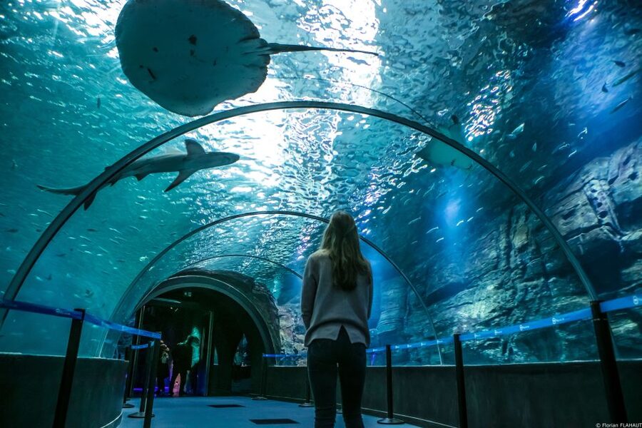 Nausicaá National Sea Center: Full-Day Entry Ticket - Sea lion medical training and daily activities
