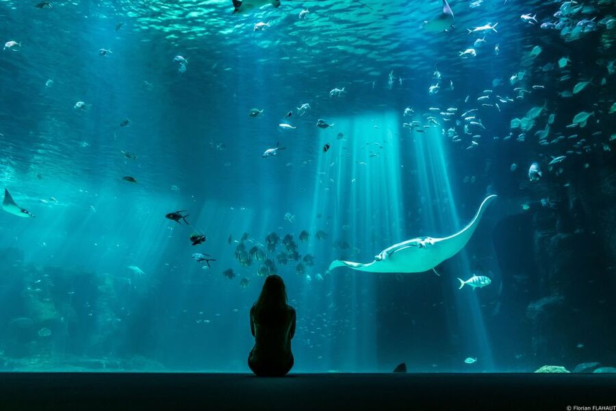 Nausicaá National Sea Center: Full-Day Entry Ticket - How long you should allow