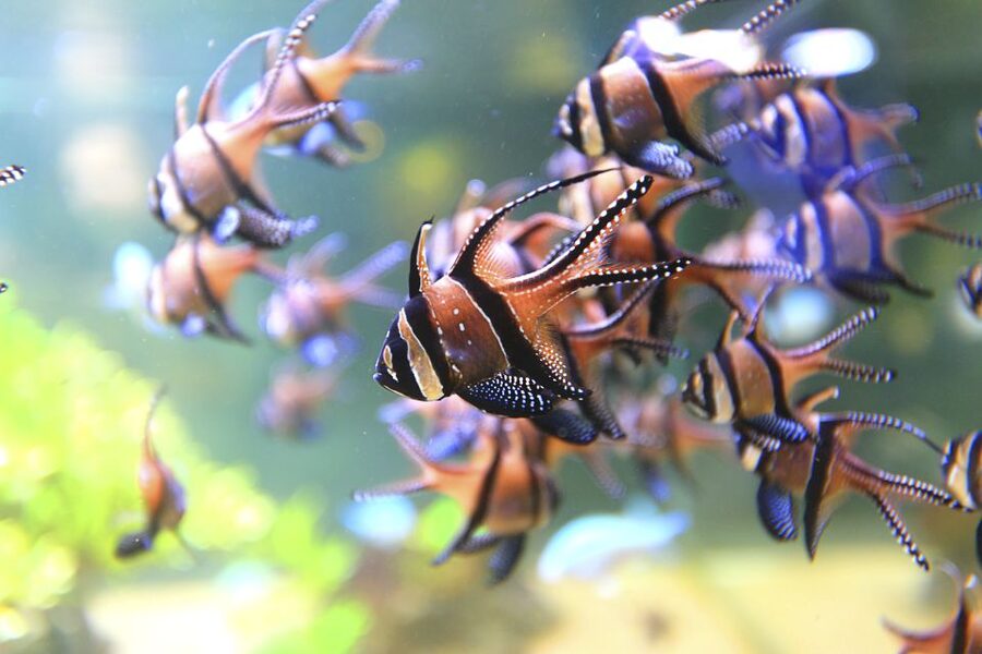 Nausicaá National Sea Center: Full-Day Entry Ticket - Food, breaks, and the practical side
