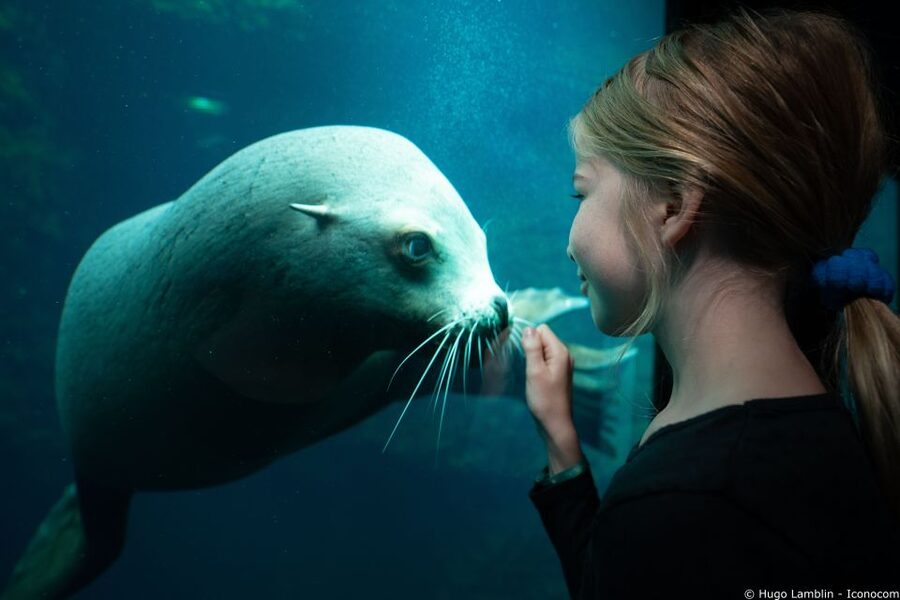 Nausicaá National Sea Center: Full-Day Entry Ticket - Is $35 good value?