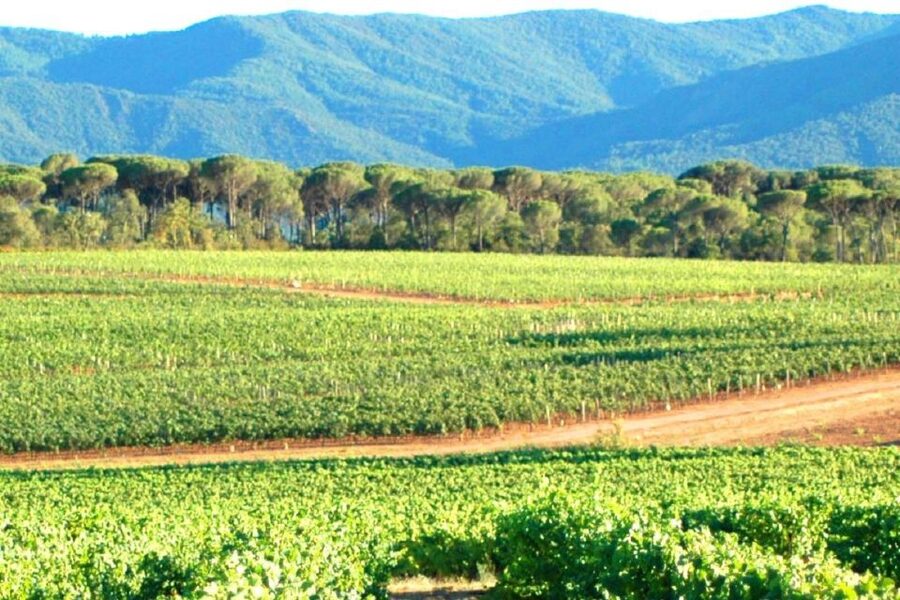 Nice: Full-Day Côtes de Provence Wine Tour - The 75-minute village pause for lunch