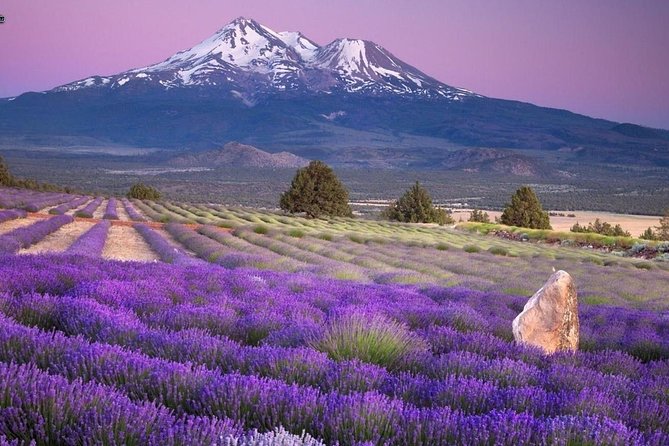 Nice: Gorges of Verdon and Fields of Lavender Tour - Lake Sainte-Croix and the turquoise water