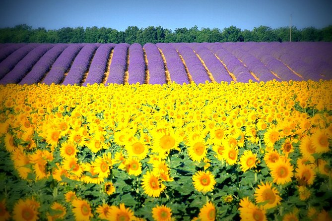 Nice: Gorges of Verdon and Fields of Lavender Tour - Shared tour or private group?