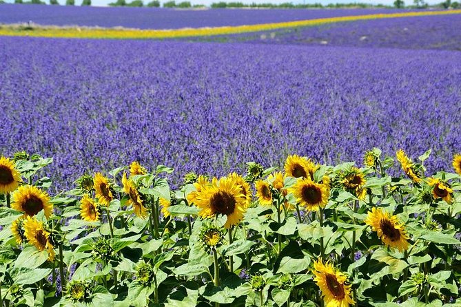 Nice: Gorges of Verdon and Fields of Lavender Tour - Timing, pickup, and comfort
