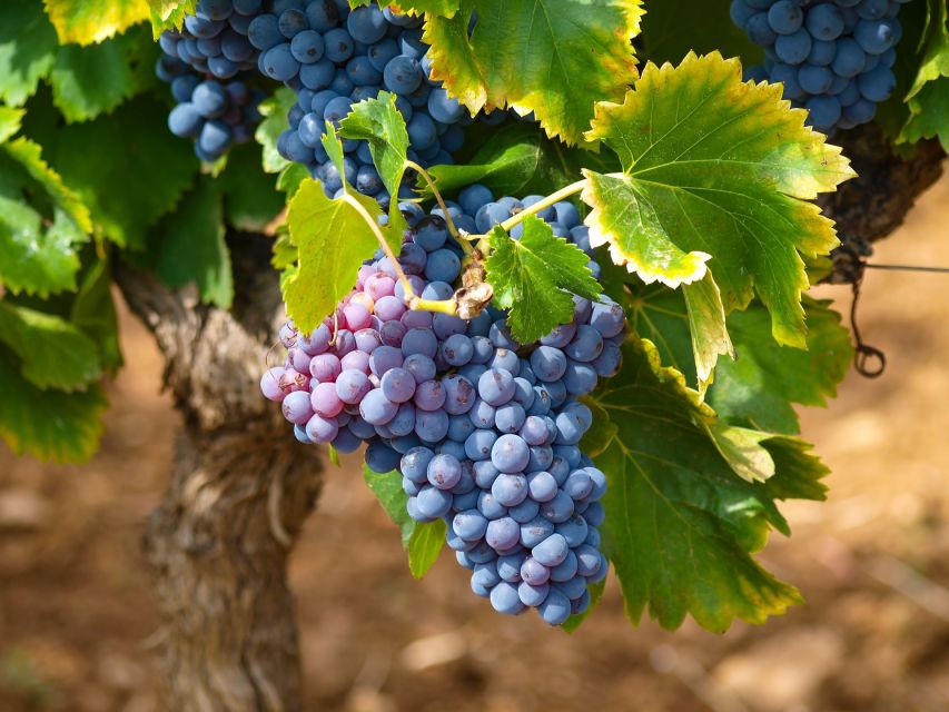 Nice: Half-Day Saint Paul de Vence and Wine Tasting Tour - The guide can make or break the timing