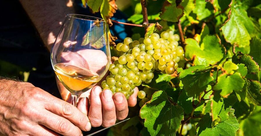 Nice: Provence Village Tour with Wine and Produce Tasting - Opio and the old oil mill