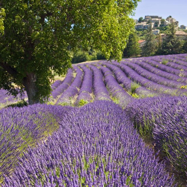 Nice: The Gorges du Verdon and Ste Croix Lake Full-Day Tour - Price, meals, and what you still pay for