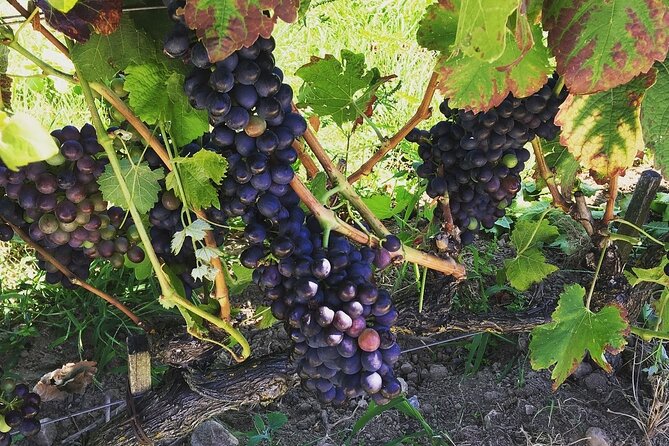 Northern Rhône Valley From Lyon Full day - Condrieu and the floral side of the valley