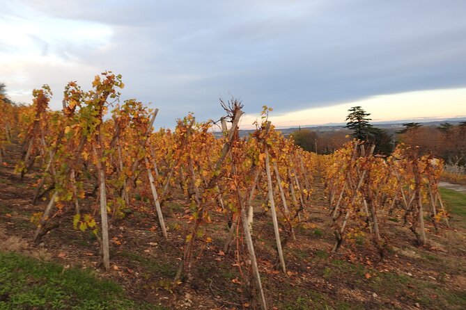 Northern Rhône Valley From Lyon Full day - Lunch in a local village, at your own cost