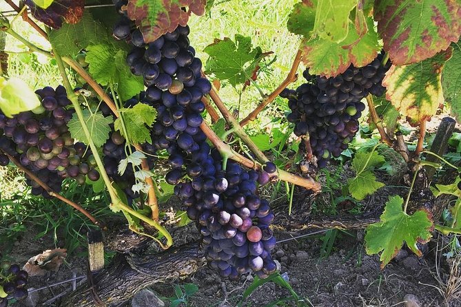 Northern Rhône Valley Wine tour from Lyon Half Day - From Lyon to the steep vines of Ampuis