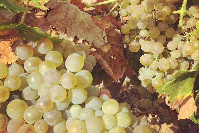 Northern Rhône Valley Wine tour from Lyon Half Day - The second winery and the value of smaller producers