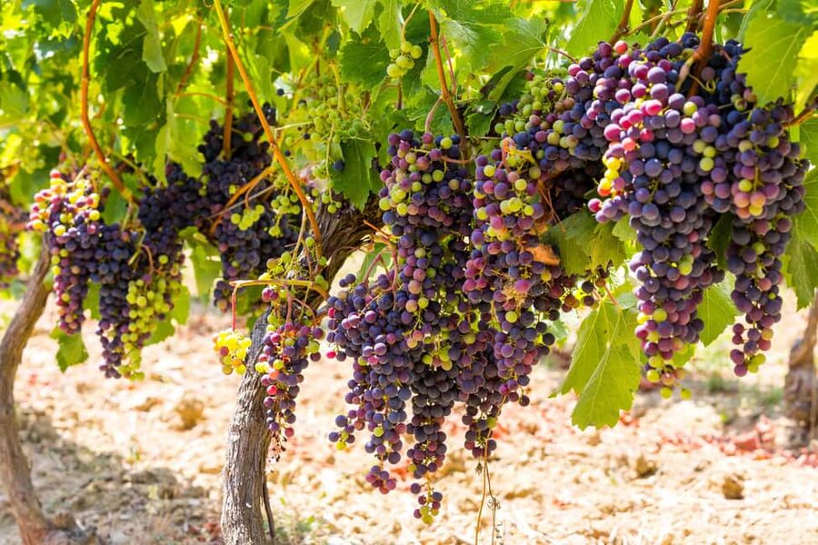 Organic Wine Tasting with Saint paul Half Day Tour from Nice - Saint Jeannet wine tasting: six wines and a different aging method