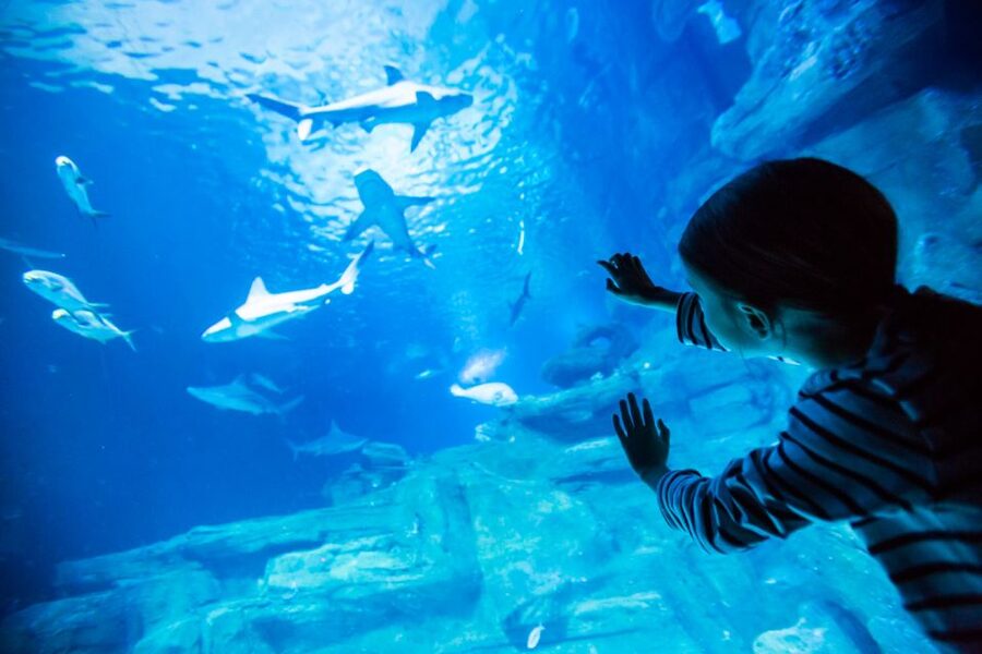 Paris: Aquarium de Paris Entrance Ticket - Finding the aquarium beneath the Trocadéro Gardens