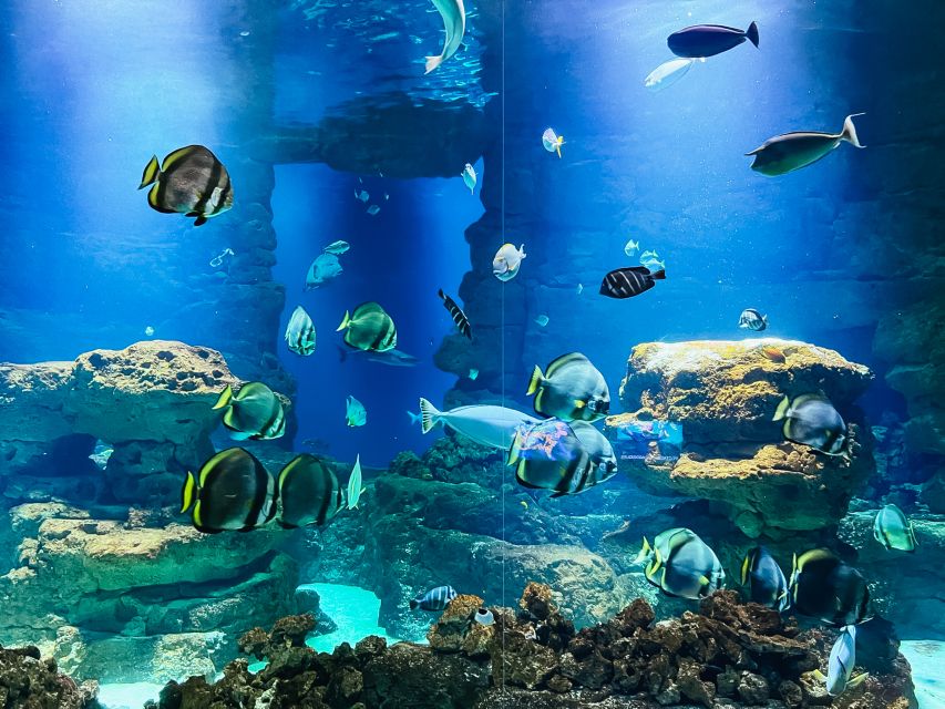 Paris: Aquarium de Paris Entrance Ticket - The jellyfish room is the quiet star